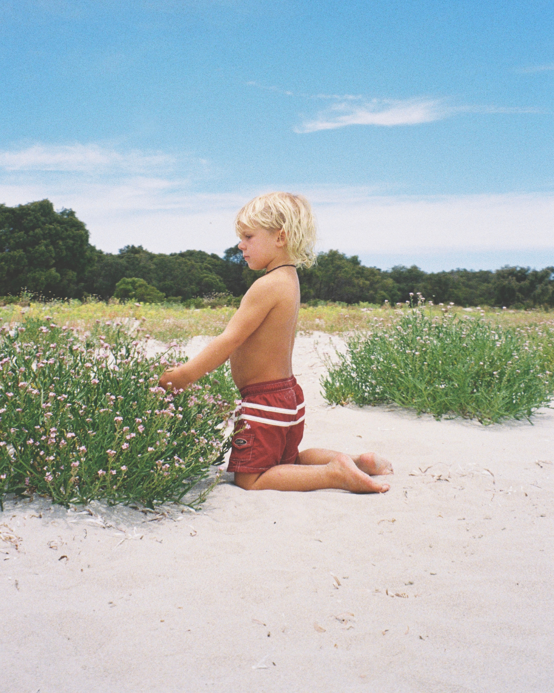 Board Shorts, Lily Pilly